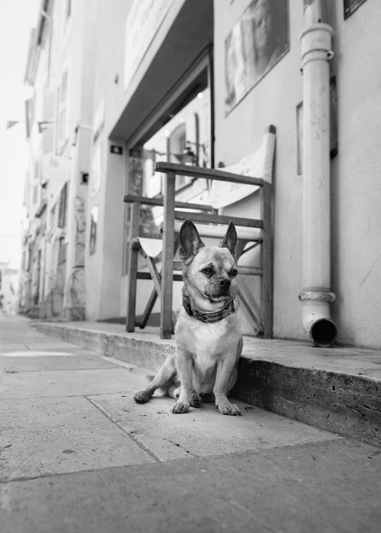 Hund in Saint Tropez vor einem Geschäft