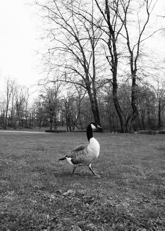 Gans am Aachener Weiher in Köln